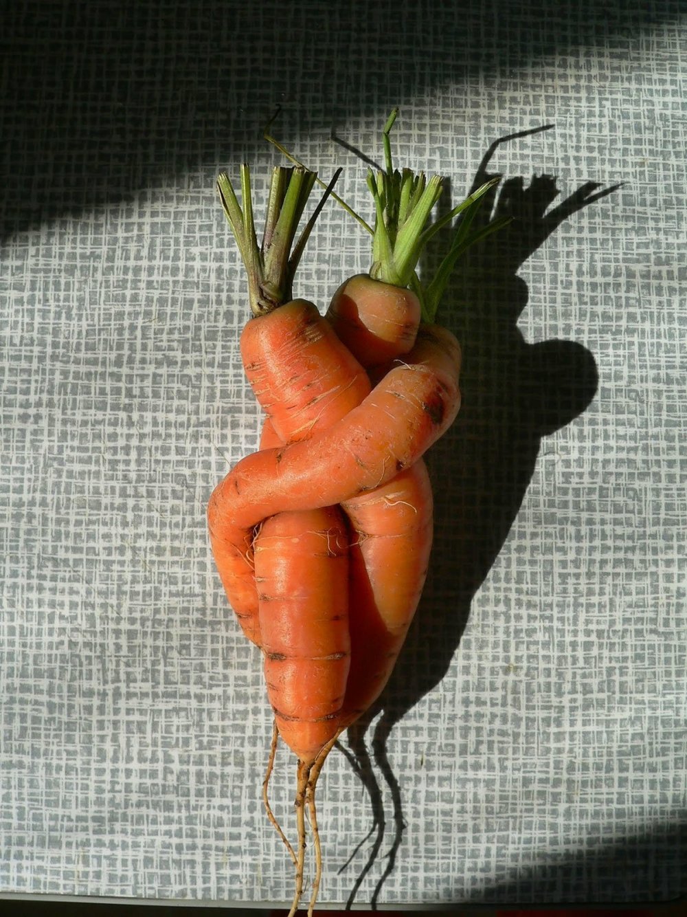 Сросшаяся морковь