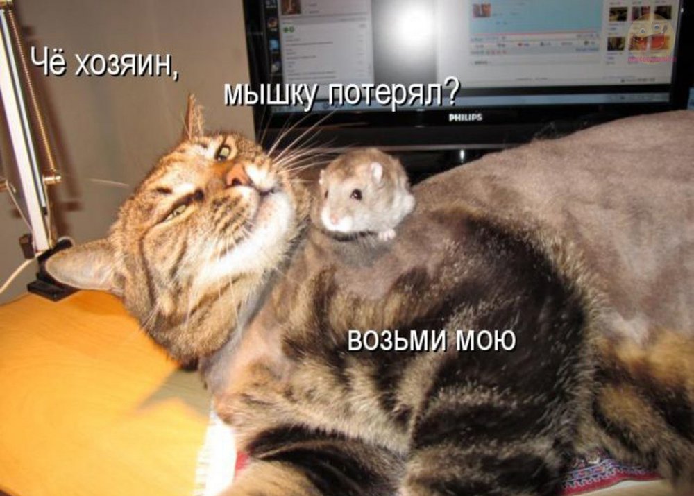Мемы с котами с надписями до слез смешные