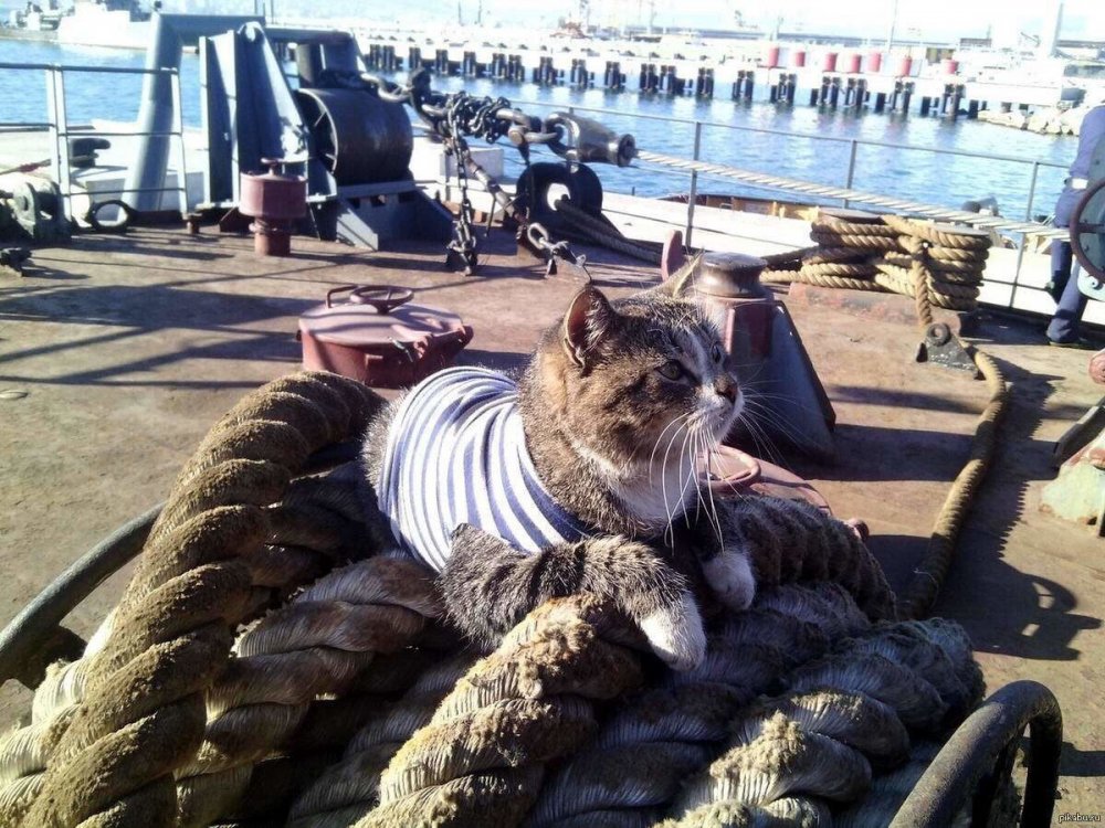 Кот на корабле в тельняшке