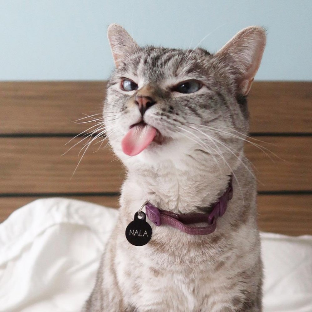 Кошка показывает язык