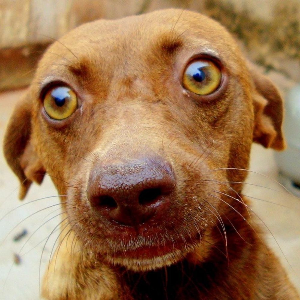 Собачка с выпученными глазами