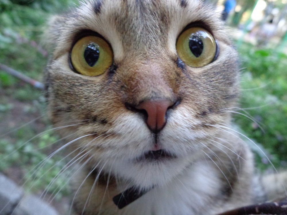 Кот с вытаращенными глазами