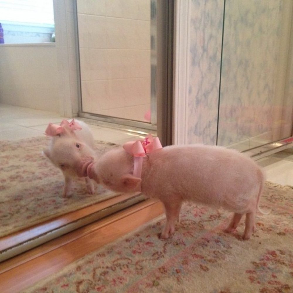 Свинья в зеркале