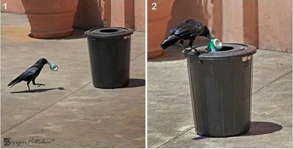 Вороны на мусорном баке