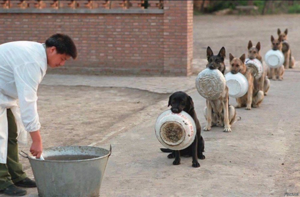 Полицейские собаки в Китае в очереди за обедом