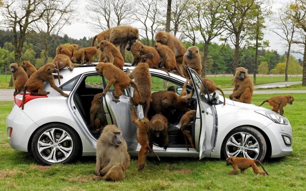 Много обезьян в машине