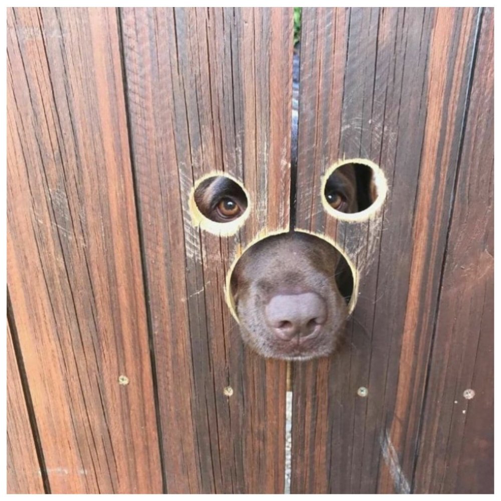 Отверстие в заборе для собаки
