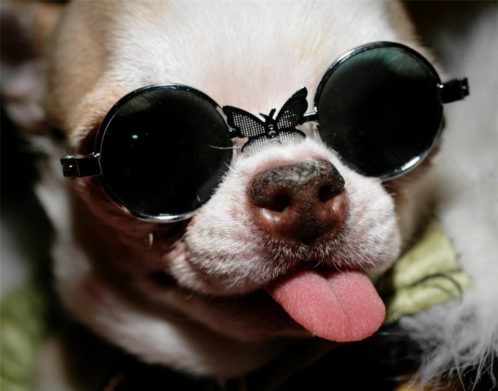 Смешная собачка в очках