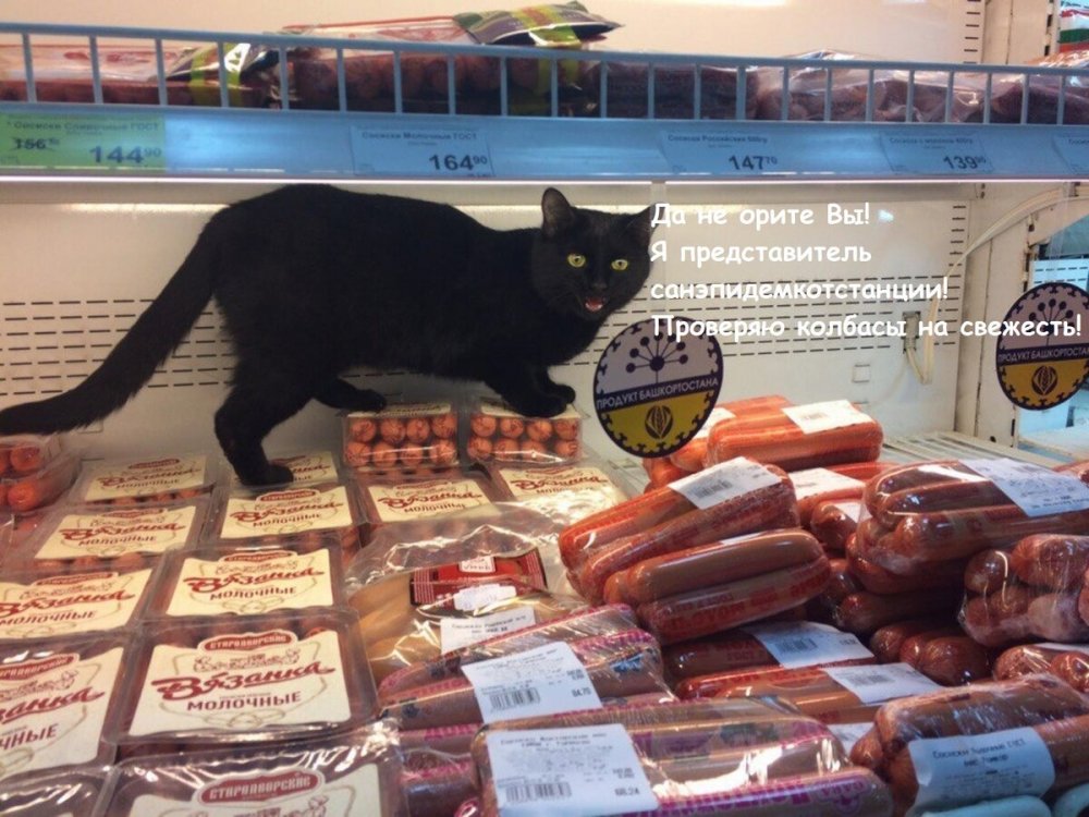 Кот в витрине магазина