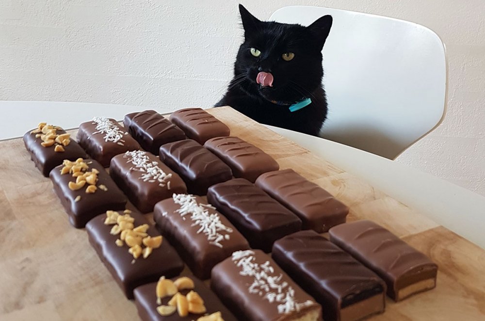 Котик в шоколаде