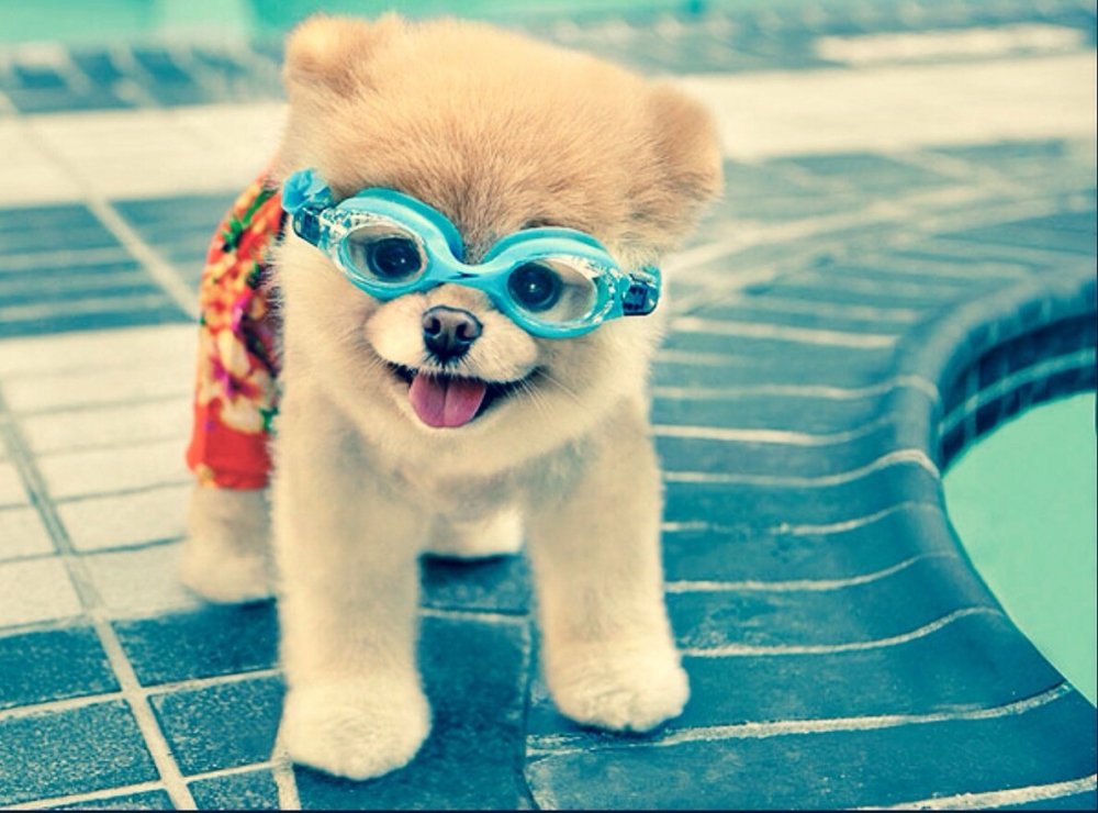 Милая собачка в очках