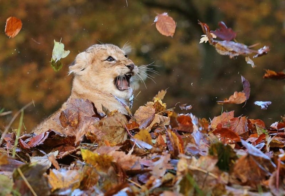 Львенок в осенних листьях