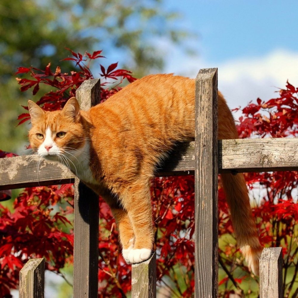 Осенний рыжий кот