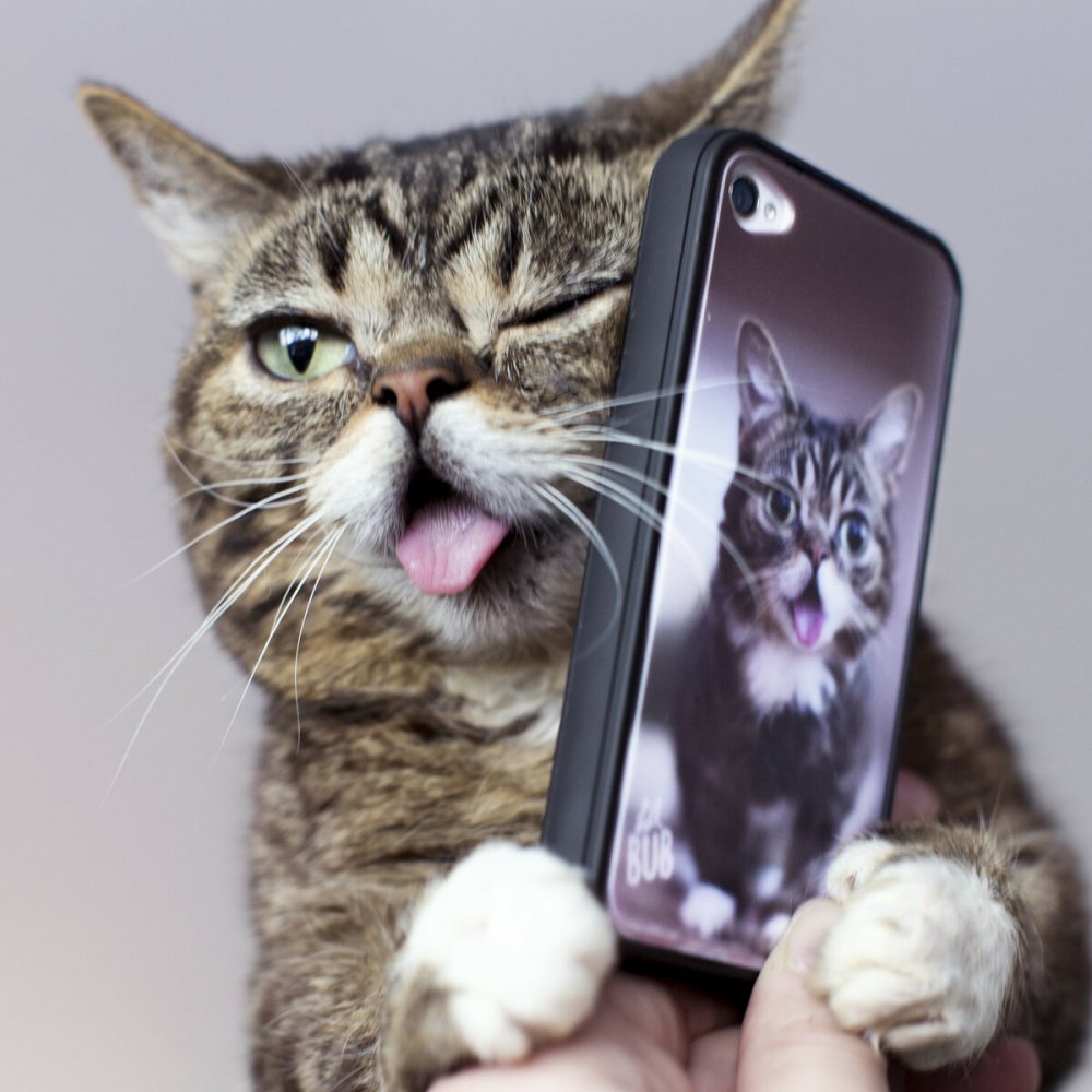 Кошка с айфоном