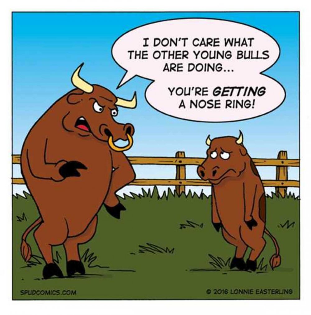 Анекдоты про год быка