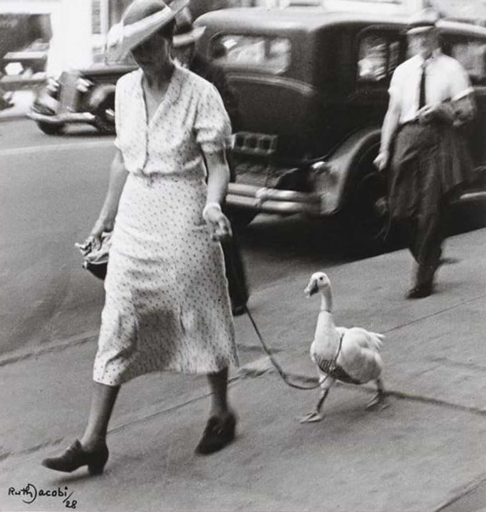 Женщина выгуливает гуся