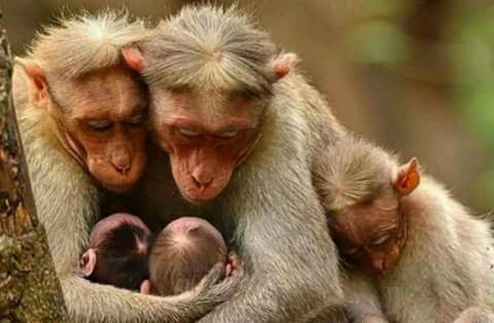 Мама обезьяна и детеныш