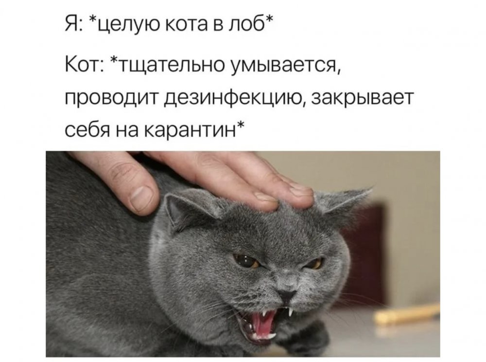 Мемы про кошаков