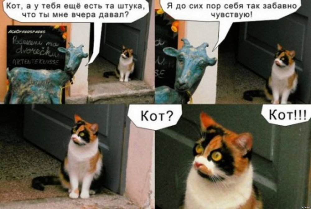 Смешные коты мемы с надписями