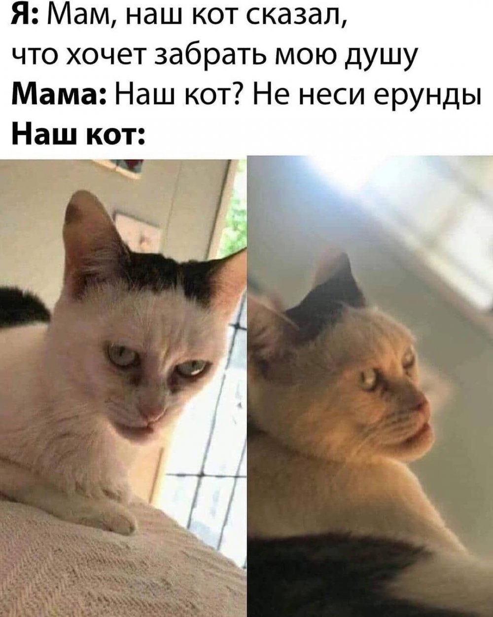 Мемы с котами с надписями ржачные
