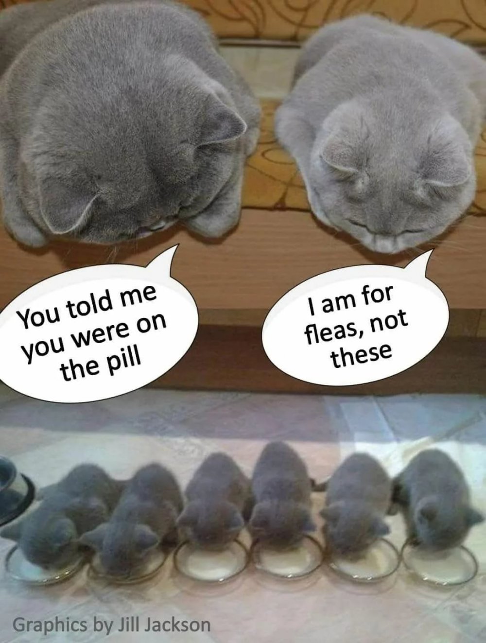 Мемы с котятами