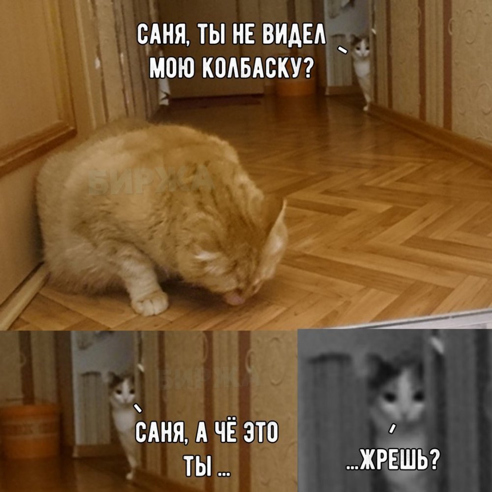 Мемы про котов смешные до слез