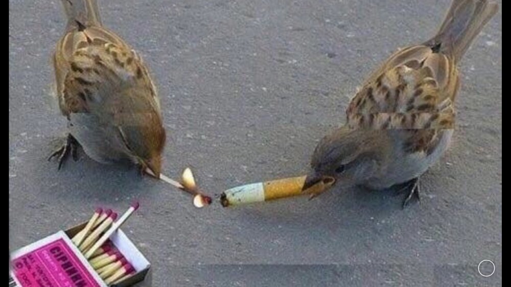 Птица с сигаретой
