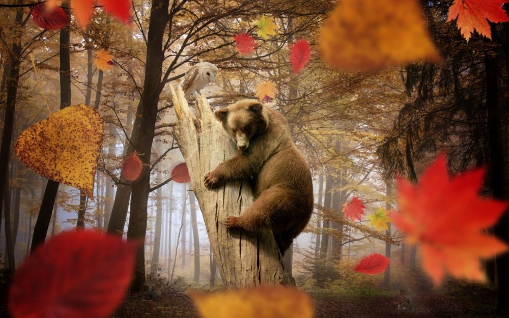 Медведь в осеннем лесу