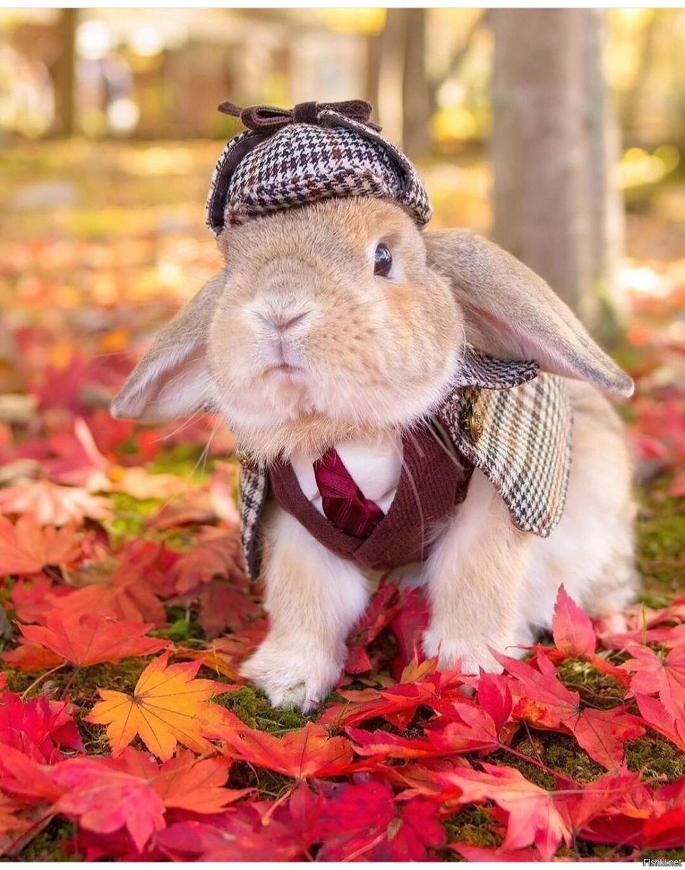 Осенний кролик