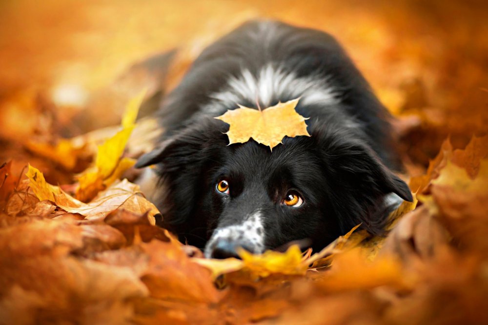 Собака в листве