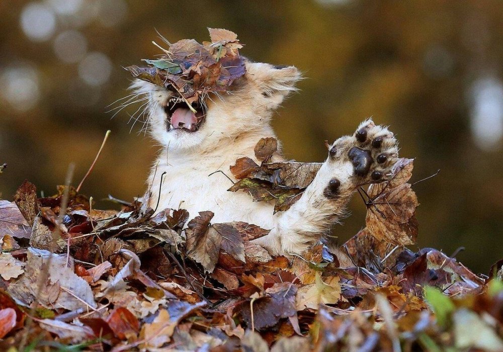 Веселые животные в листве