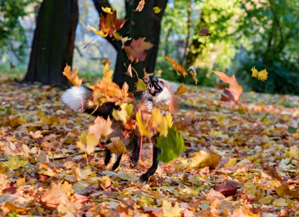 Осень листопад животные