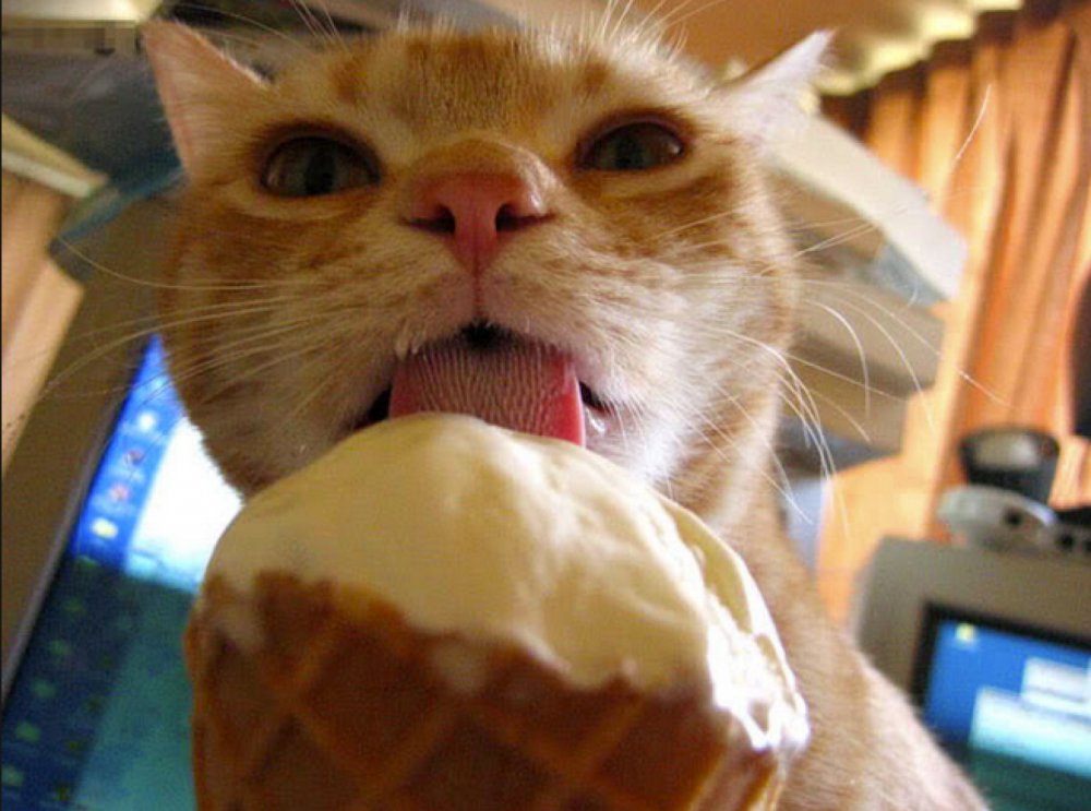 Котенок ест мороженое