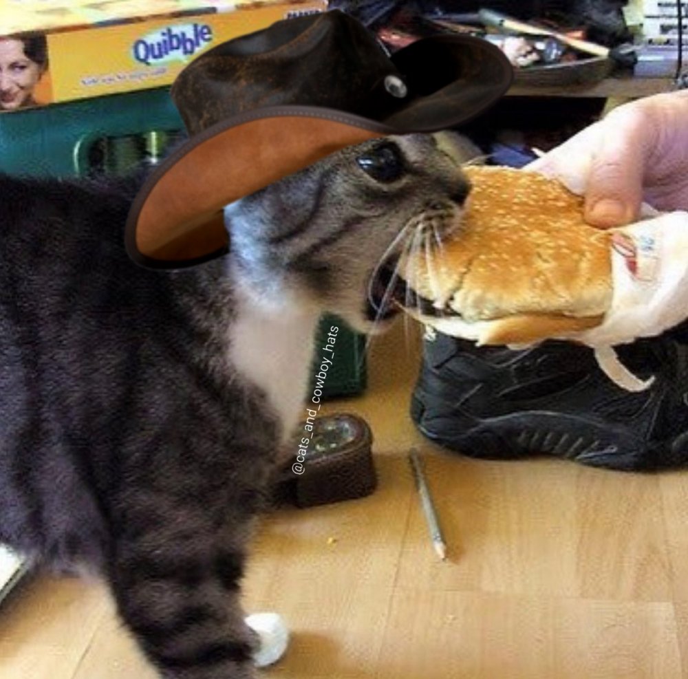 Кот ест чебурек