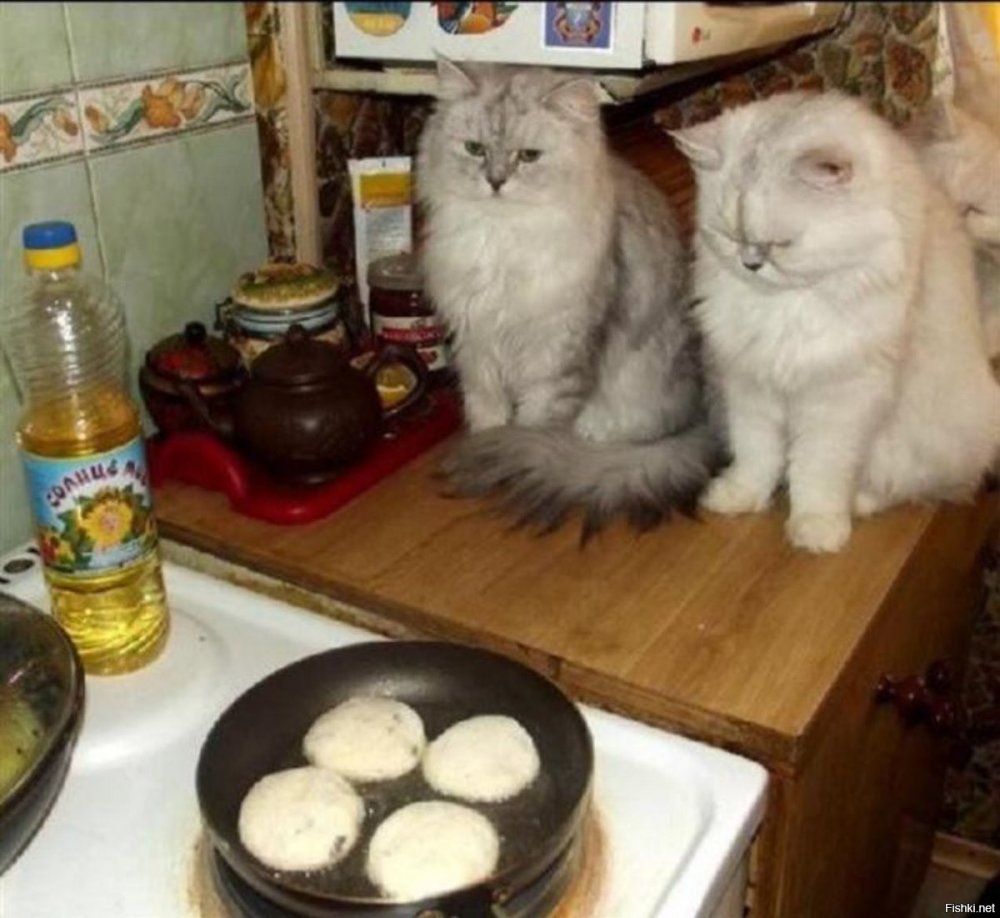 Смешные коты с едой с надписями