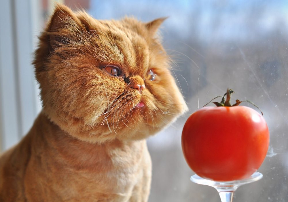 Кот помидор