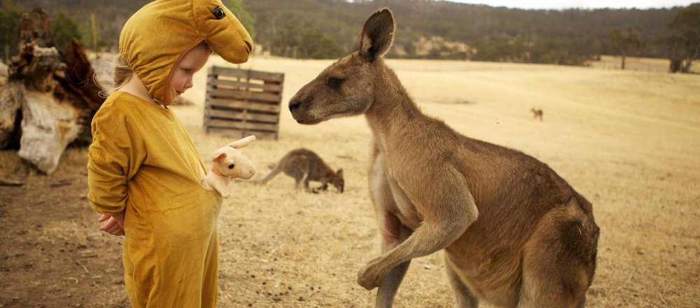 Австралийский кенгуру с человеком