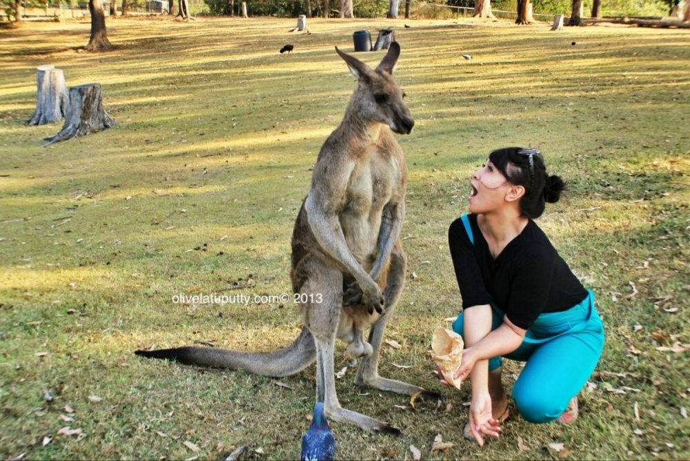 Женщина и кенгуру прикол