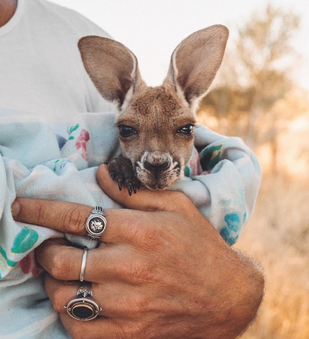 Маленький кенгуру