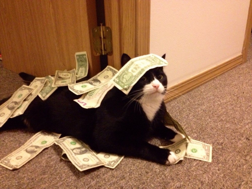 Кот в куче денег