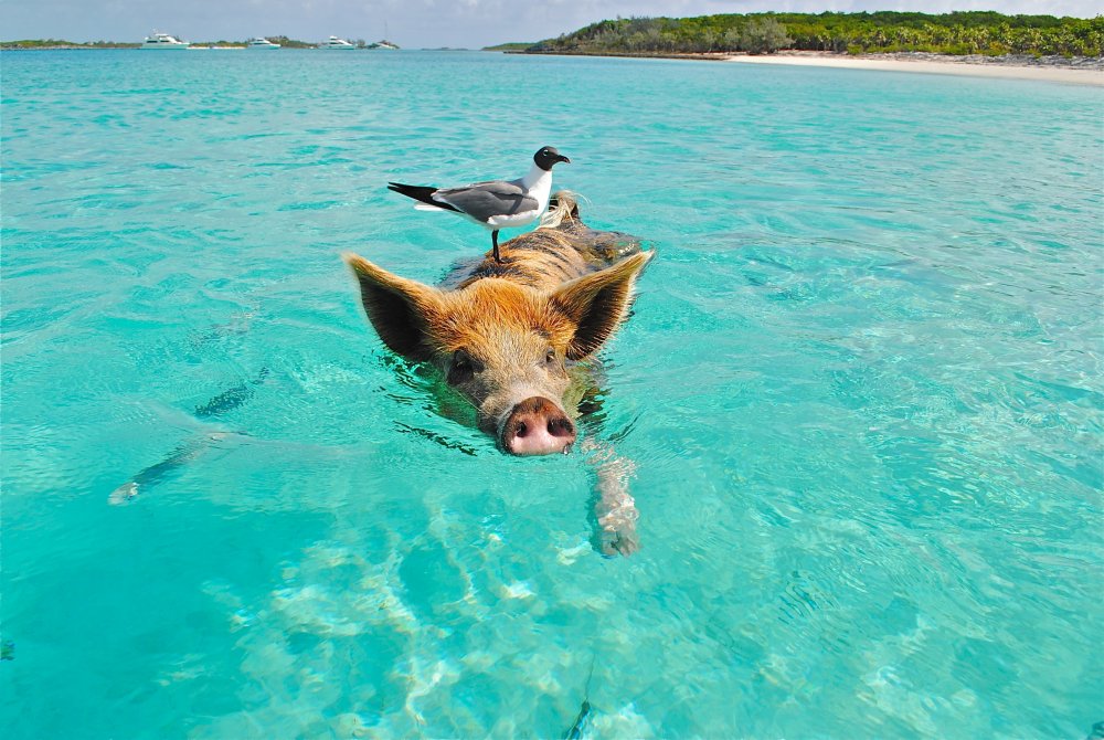 Водоплавающие свиньи Багамы