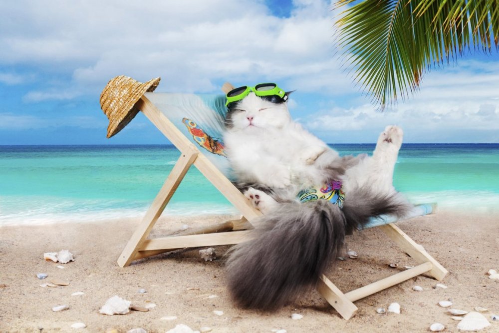 Котик в отпуске