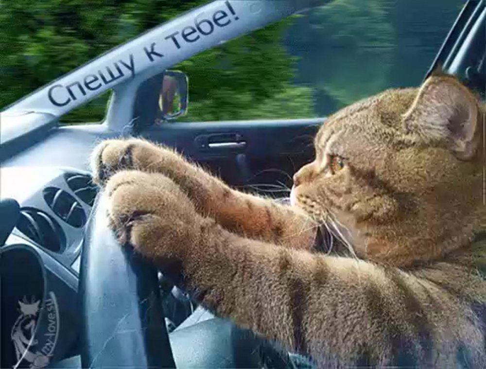 Коты за рулем с надписью