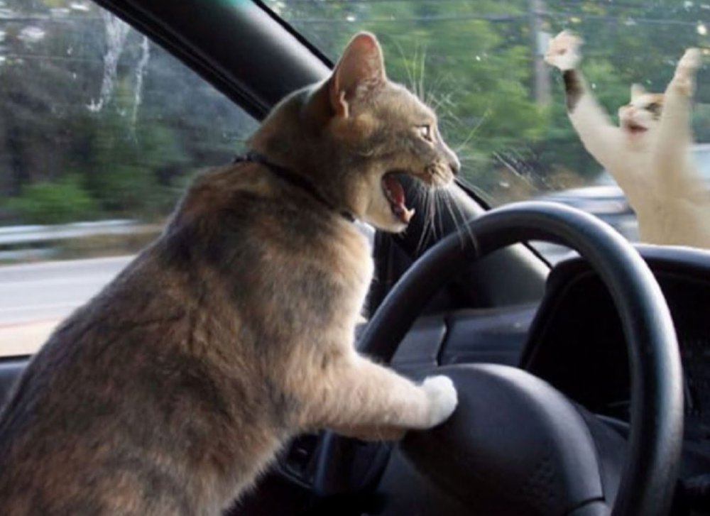 Кот водит машину