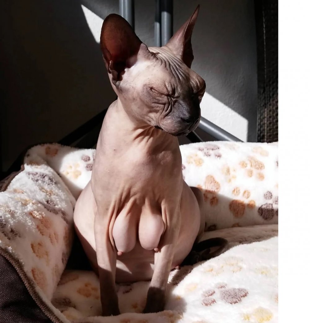 Беремменная кошка сфинкс