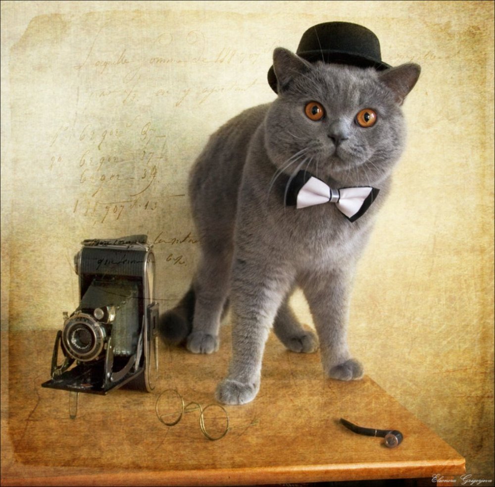 Британский кот в шляпе