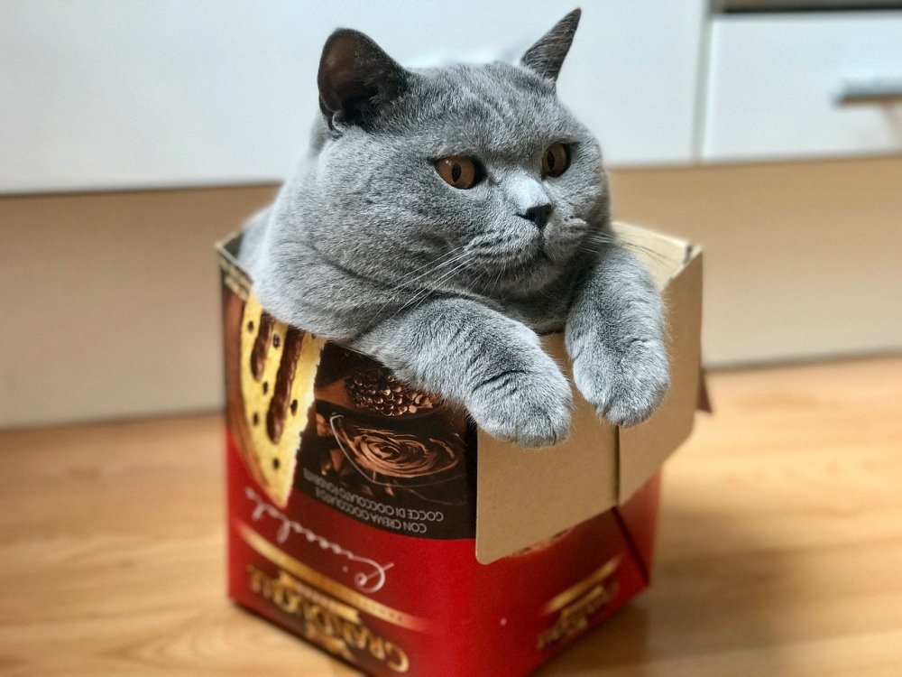Британская кошка в коробке