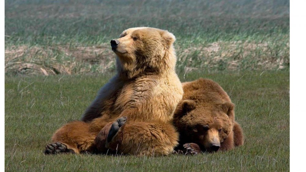 Бурый медведь отдыхает