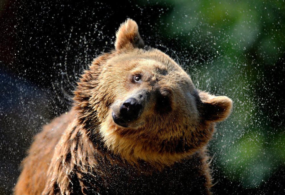 Веселый медведь