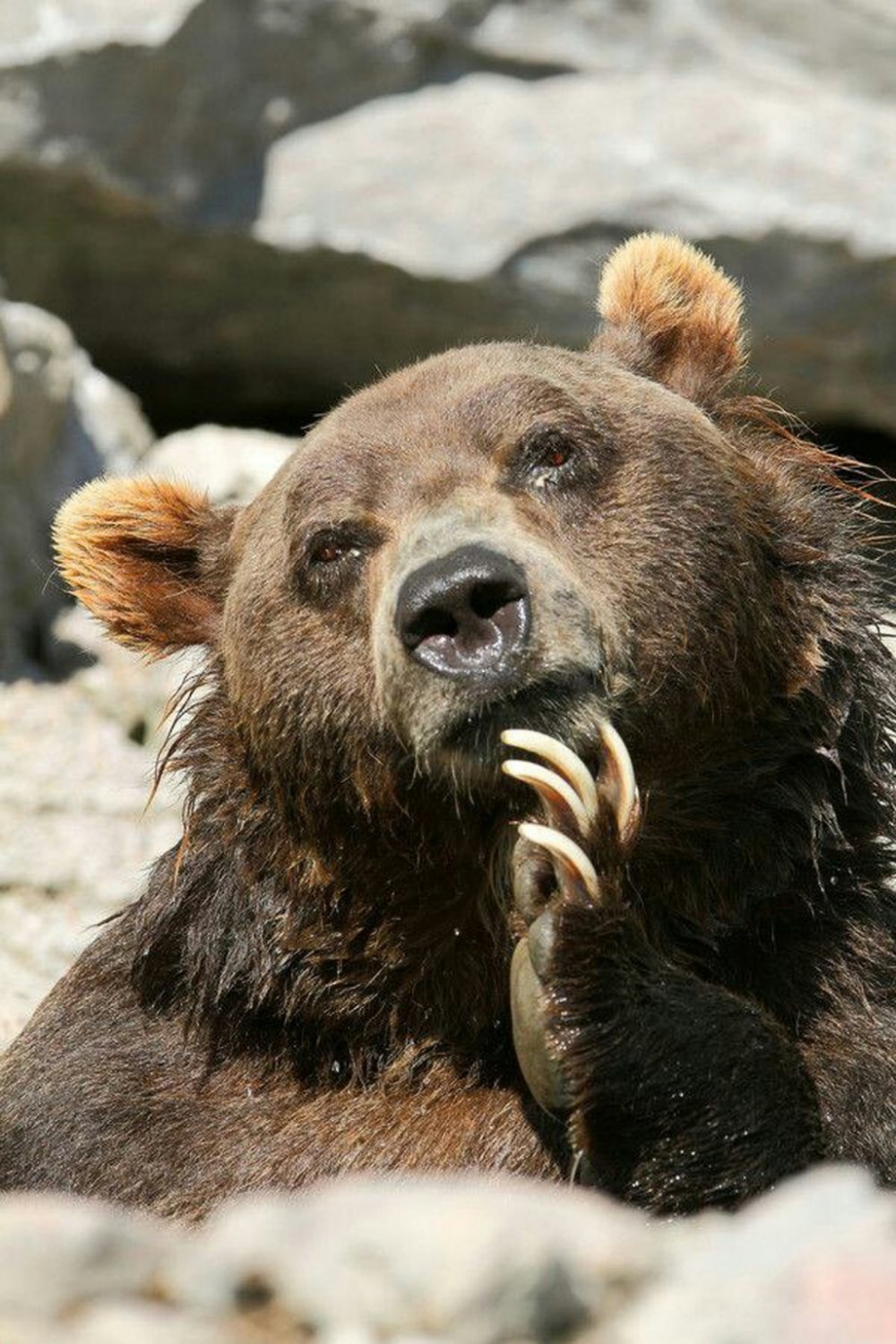 Медведь смеется